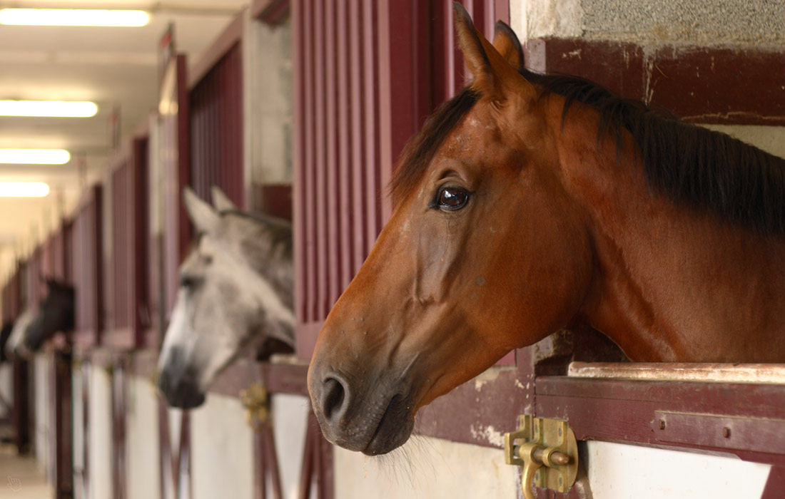 Optional image title goes here